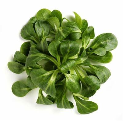 MACHE DE SAINT JEANNET 125GR