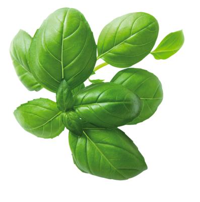 BASILIC