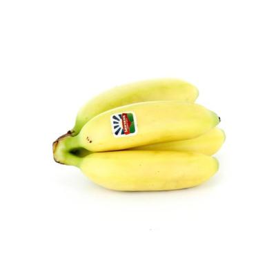 FRECINETTE 