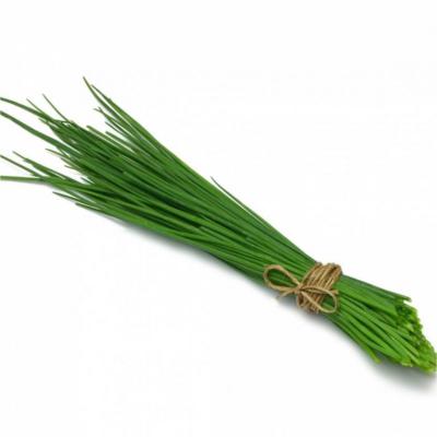BOTTE CIBOULETTE