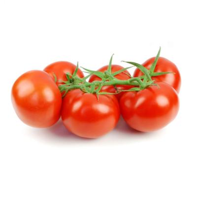TOMATE GRAPPE EXTRA  FRANCE