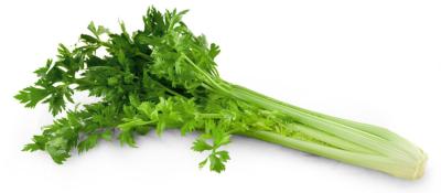 BRANCHE DE CELERI VERT 